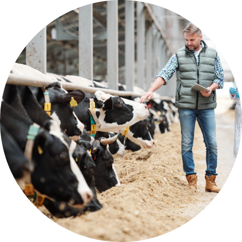 Dairy Farms